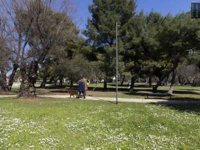 �Questa pineta � sempre stata quella �dimenticata� � commenta Carli �, in quanto meno frequentata dell�altra, se non da corridori, padroni che portano a spasso i cani e ragazzini che giocano a pallone